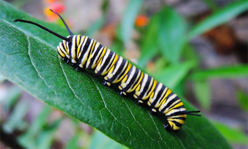 nothing-in-a-caterpillar-says-you-will-be-butterfly-drew-simmie